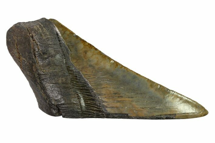 Partial, Fossil Megalodon Tooth Paper Weight #144419